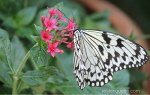 White on pink on green butterfly White on pink on green butterfly